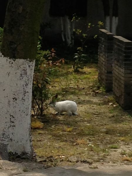 ironicbunnyinsexmuseum